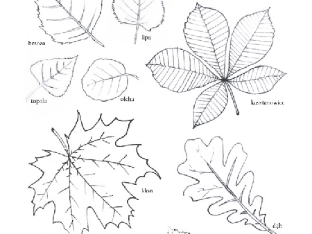 Kolorowanka z podpisanymi liśćmi